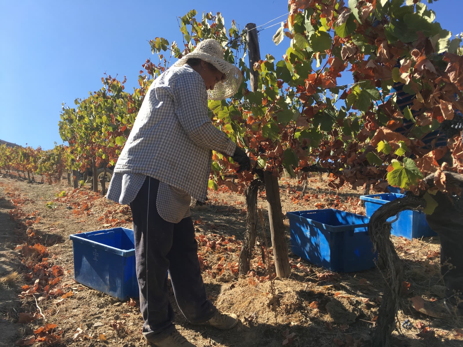 Rewriting Wine 101: What is Sustainable Wine? 2 Foodie and sustainable wine, Hong Kong