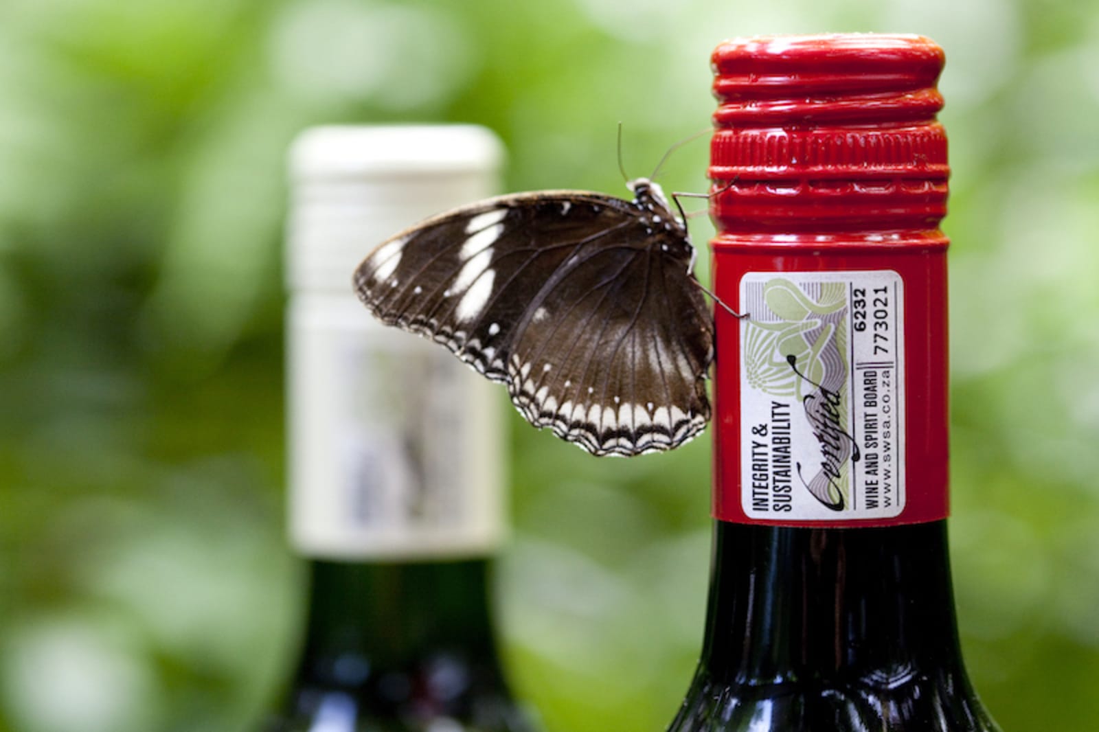 Rewriting Wine 101: What is Sustainable Wine? 4 Foodie and sustainable wine, Hong Kong
